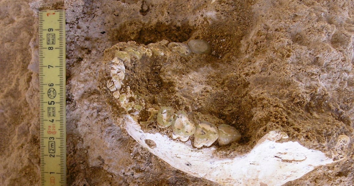 El último antecesor común de demisovanos, neardentales y sapiens