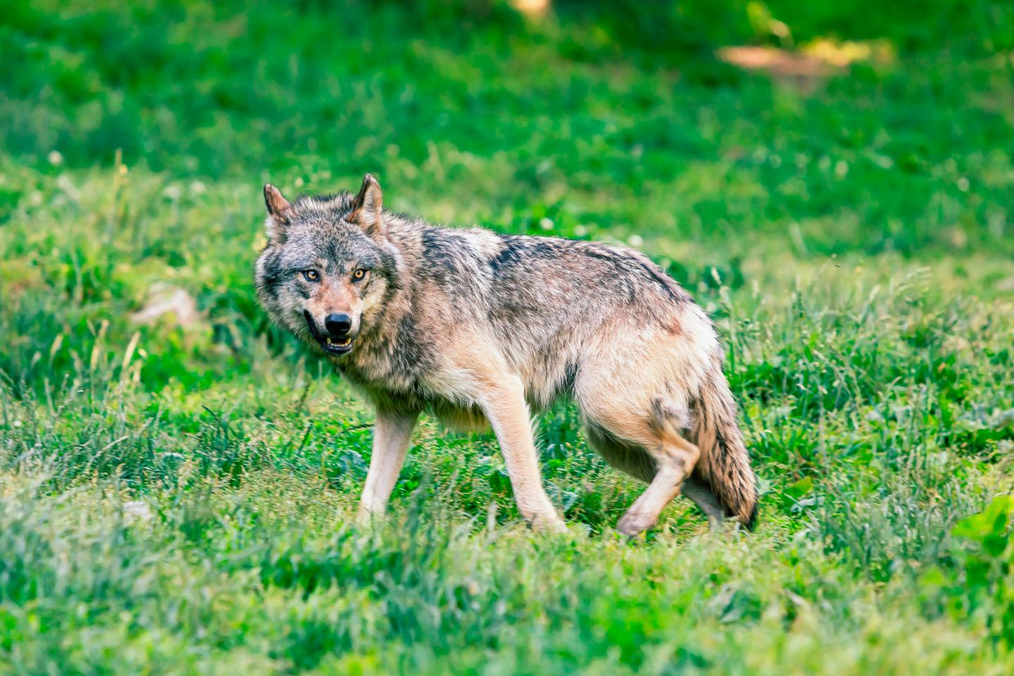 El lobo expiatorio
