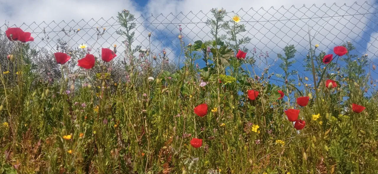 Militar el entusiasmo